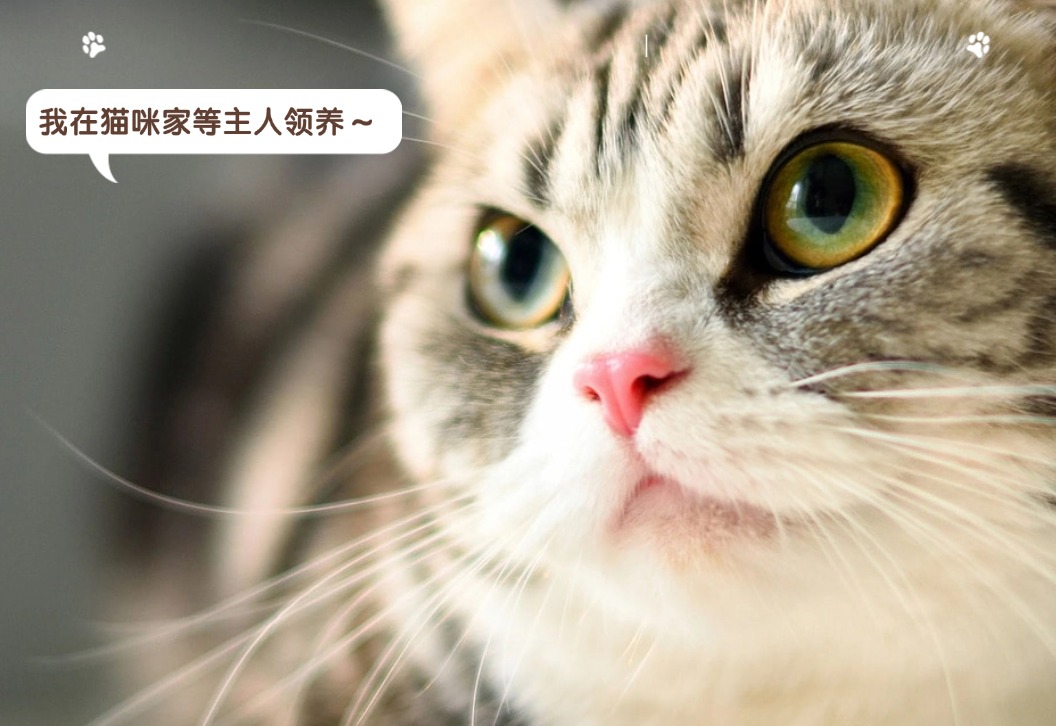 可爱猫咪