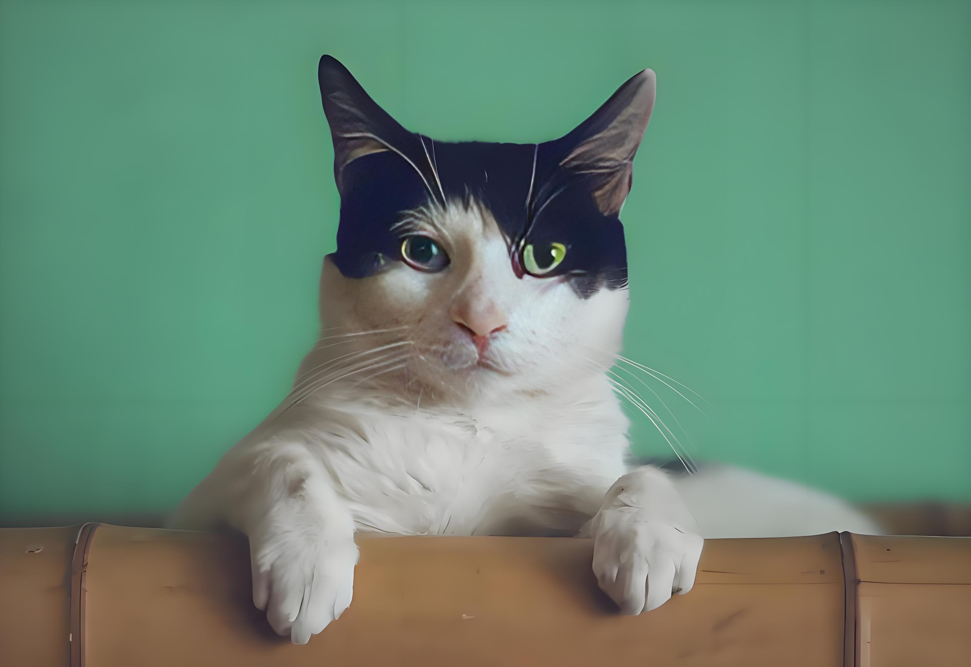 可爱猫咪